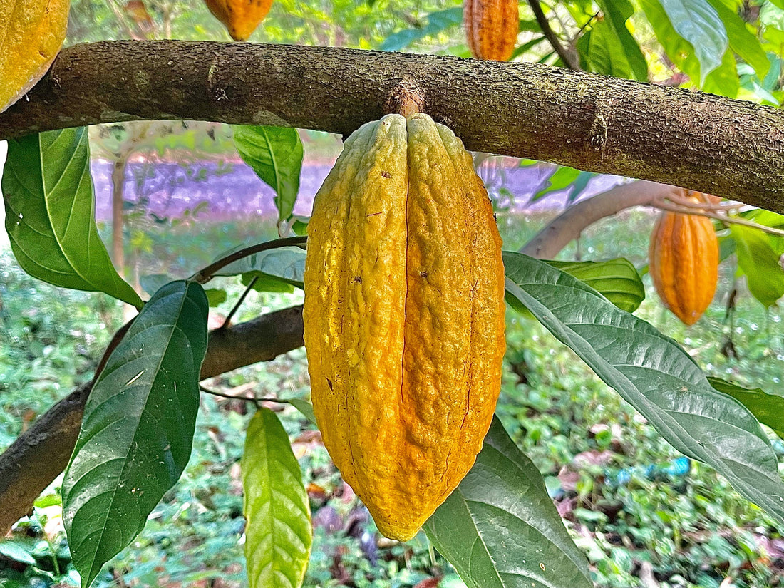 Ceremonial Cacao: Contraindications & Considerations
